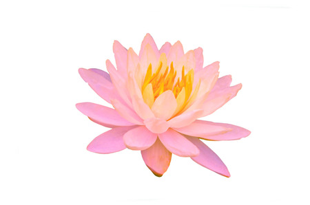 blooming pink water lily flowers or lotus flower isolated on white background with clipping pathの写真素材