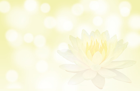 Soft focus lotus or water lily flower on yellow color abstract backgroundの写真素材