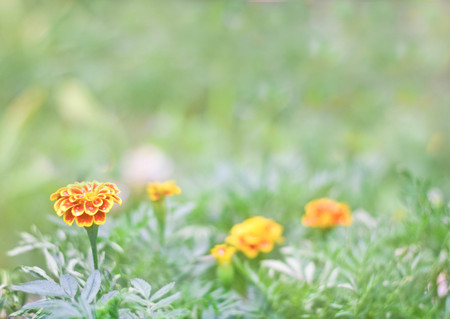 Beautiful marigold flower or calendula flower in the garden on green background solf focusの写真素材