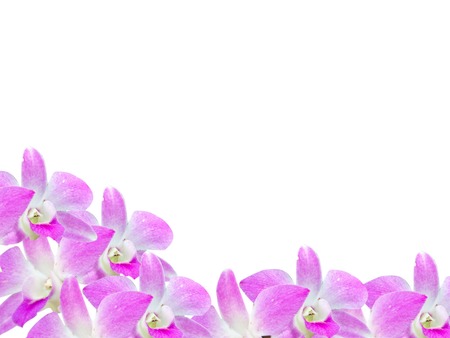 Beautiful orchid flowers frame isolated on white background.の写真素材