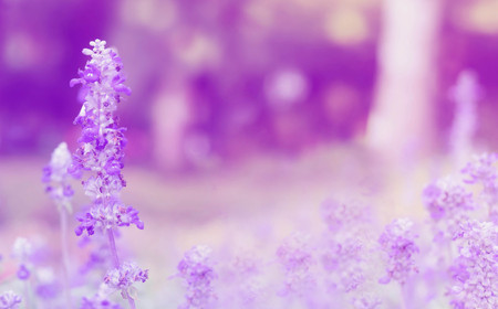 Soft blur on beautiful lavender flower in the gardenの写真素材