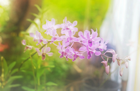 Soft blur purple orchid flower in garden.の写真素材