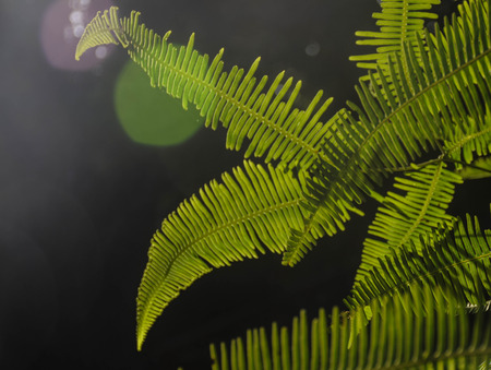 Green fern leaves with sun flare on black backgroundの写真素材