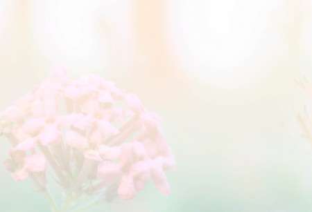 Soft blur spike flower abstract background with pastel color filterの写真素材