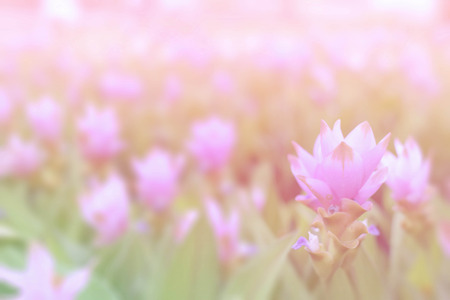 Soft blur pink siam tulip flower ( Krachai flower ) on green background in the garden.の写真素材