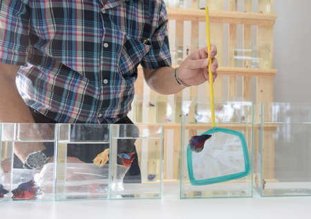 Men catching fighting fish by fishing net at fish shopの写真素材