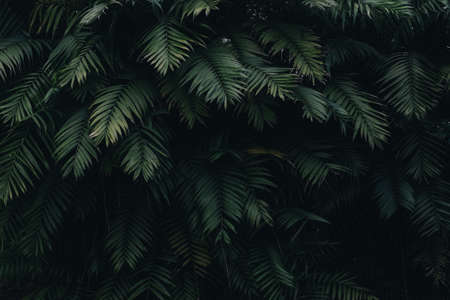 Image of Leaves in the Jungle of India on rainy season.