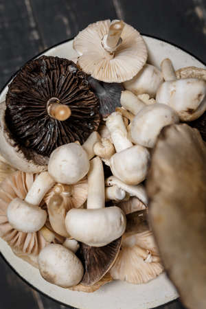 Raw mushrooms on the black wooden table or boards. Young champignons, Tricholoma. Different forest big and small mushrooms together in enameled bowl.の写真素材
