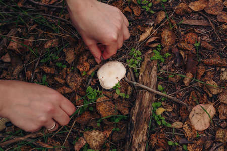 Close up of mushroom-pickers hands with knife cutting fresh champignon mushrooms in the forest on dry autumn leaves background.の写真素材