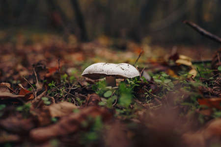 Champignon fresh mushroom in dry fallen leaves. White agaric edible mushrooms in autumn forest. Champignons hunting season. Soft focused shotの写真素材