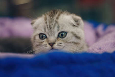Close up shot of little kitten on blue background. Cat headshot, portrait of gray striped mammal, cute pet.の写真素材