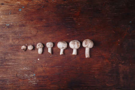 Ascending lying on wooden table fresh raw champignons, forest mushrooms from little to big, growing...