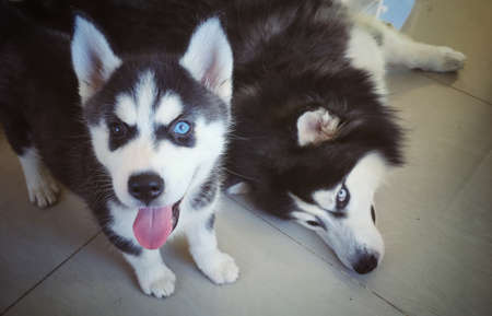 Siberian husky