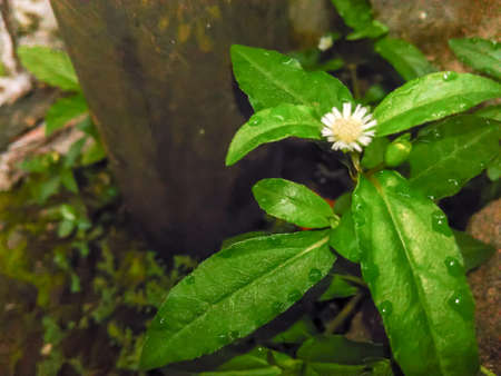 flowers in the corner of the building after the rainの写真素材