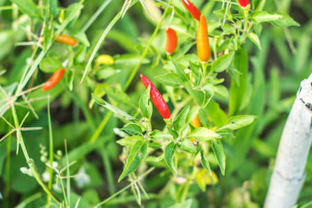 The red pepper in the garden.の写真素材