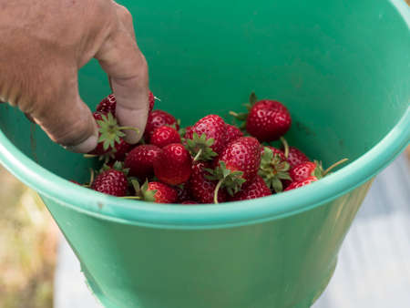 collect Strawberry in the garden.の写真素材