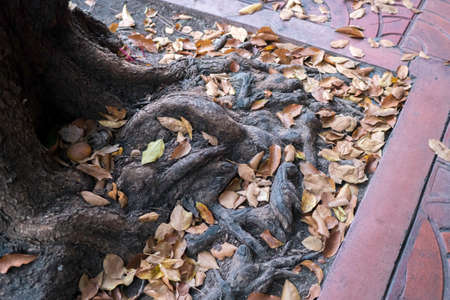 Tree base in spring.の写真素材