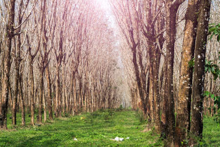 Rubber tree plantation as a source of natural rubber at thailand.の写真素材