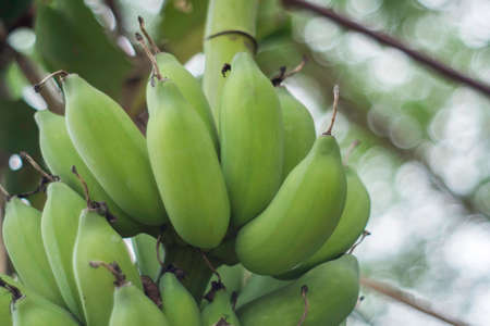 Bunch of Raw banana tree in the orchard .Bunch fresh raw green comb is hung on a tree.Unripe bananas in the jungle.の写真素材