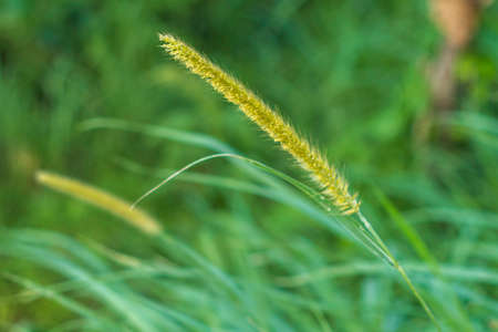 Yellow grass flower.の写真素材