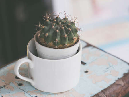 cactus plant in the flower pot. Cactus plants in retro effect image.(selective focus)