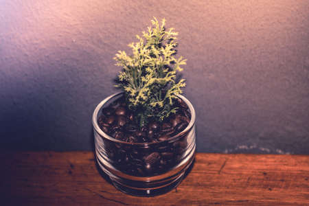 Coffee beans in cups on wooden boards.の写真素材
