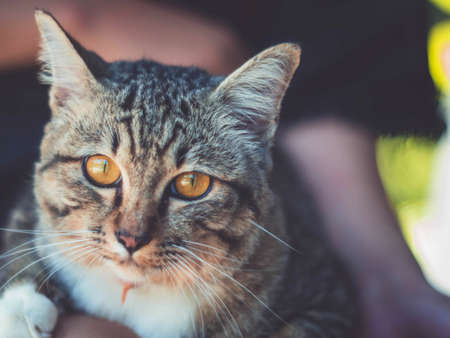 cute funny cat close up, young playful cat on a bed, domestic cat, relaxing cat, cat resting, cat playing at home, elegant cat.の写真素材