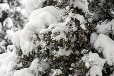 Closeup of fir tree covered with snow の写真素材