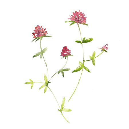 Watercolor clover. Four-leaf clover. Talisman for good luck. Floral design elements isolated on white backgroundの写真素材