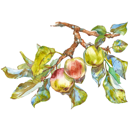 Watercolor image of the apple tree branch with colorful foliage and intense ripe fruit applesの写真素材
