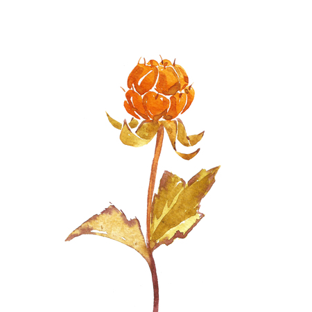 Cloudberry branch on white background. Watercolor.の写真素材