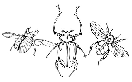 Hand drawn beetles set. Black and white insects for design, icons, logo or print. Drawn with dots....