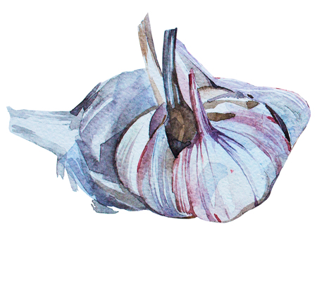 Watercolor butternut squash soup food illustration isolated on white background  with vegetables(tomato, onion, garlic). Menu. Food composition. Watercolor hand drawn illustrationの写真素材