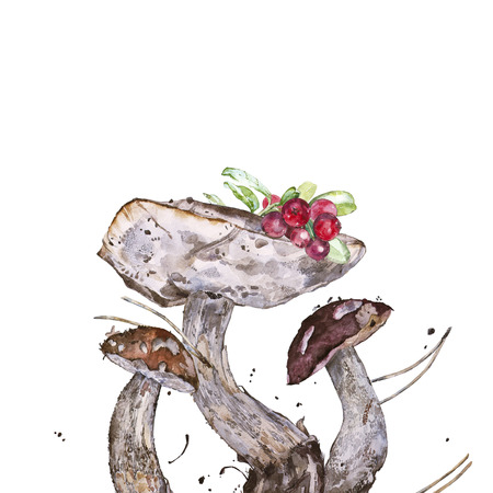 Watercolor illustrations of mushrooms. Set of mushrooms isolated on white background.の写真素材