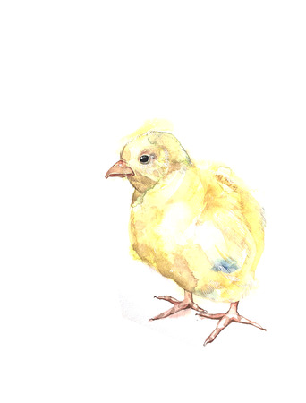 Beautiful colorful and bright watercolor rooster. Hand drawn illustration for your graphic design. Cock - Symbol of New Year 2017.の写真素材