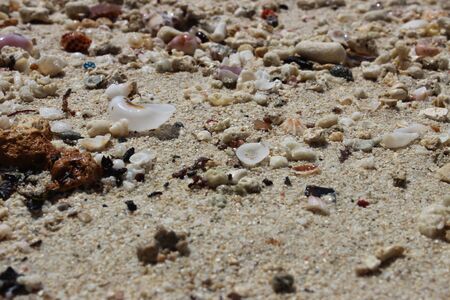 Sea shells on sand. Summer beach background. Philippines