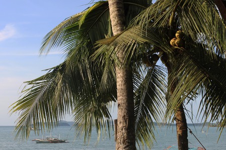 Coconut palm trees. Port Barton, Palawan Philippinesの写真素材