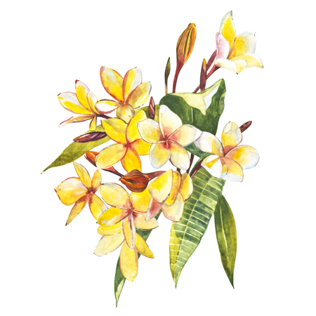 Plumeria isolated on white background. Tropical set, Watercolor sketch objectの写真素材