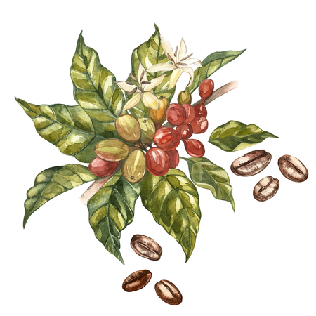 Red coffee arabica beans on branch with flowers isolated, watercolor illustration.の写真素材