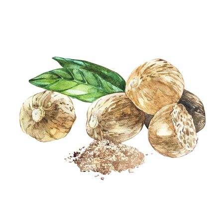 Nutmeeg. Watercolor hand drawn illustration. Realistic illustrationの写真素材