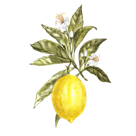Branch of watercolor lemon tree with leaves, yellow lemons and flowers. Hand drawn watercolor elements for your design. Isolated on white.の写真素材