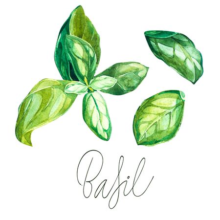 Basil set. Botanical drawing of a basil leaver. Watercolor beautiful illustration of culinary herbs used for cooking and garnish. Isolated on white background.の写真素材