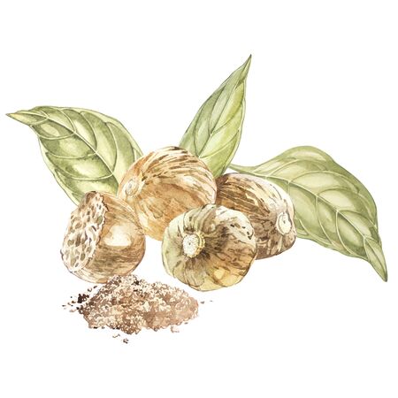 Nutmeeg. Watercolor hand drawn illustration. Botanical illustration isolated on white background.の写真素材