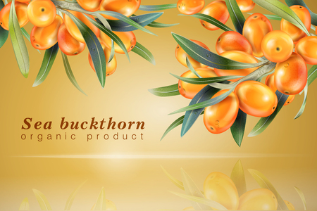 Sea buckthorn realistic image.のイラスト素材
