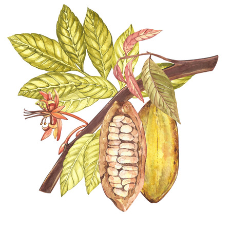 Set of botanical illustration. Watercolor cocoa fruit collection isolated on white. Hand drawn exotic cacao plants.の写真素材