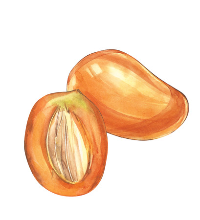 Mango cubes vintage design template. Watercolor botanical illustration. Mango Fruit Isolated on white background.の写真素材