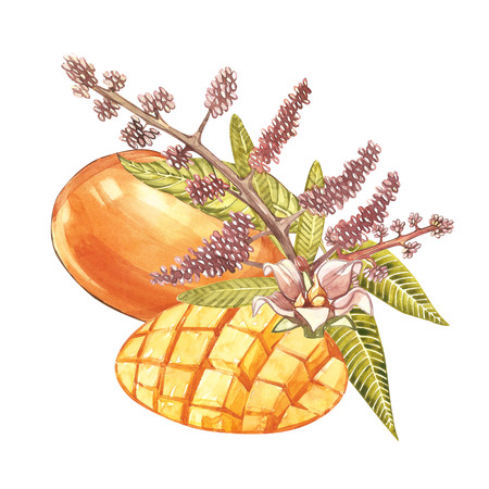Set of Watercolor botanical illustration. Mango Fruit and flowers isolated on white background.の写真素材