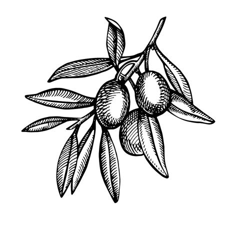 A branch of ripe olives illustration.のイラスト素材