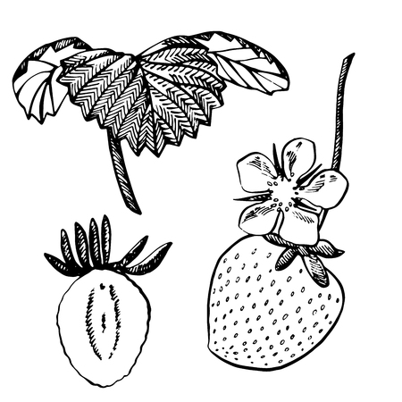 Strawberry vector illustration. Engraved style illustration. Sketched hand drawn berry, flowers, leafs and branches.のイラスト素材