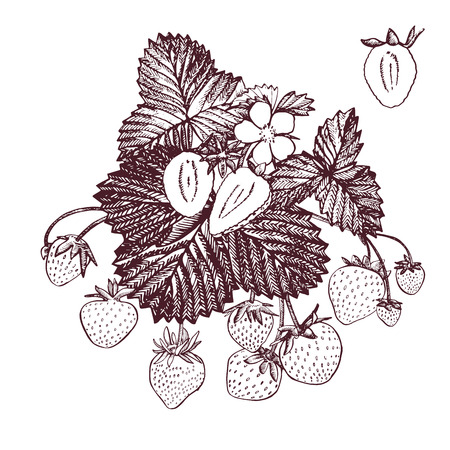 Strawberry vector illustration. Engraved style illustration. Sketched hand drawn berry, flowers, leafs and branches.のイラスト素材
